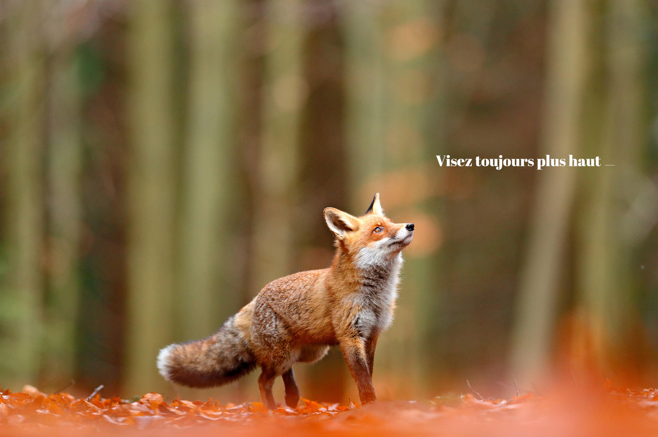 Meilleurs voeux 2019